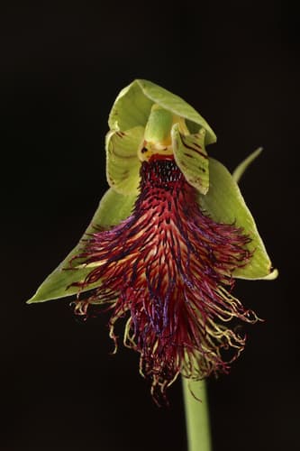 Purple Beard Orchid