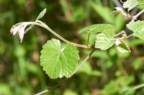 California wild grape