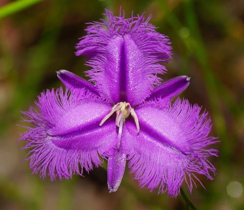 Common Fringe-lily