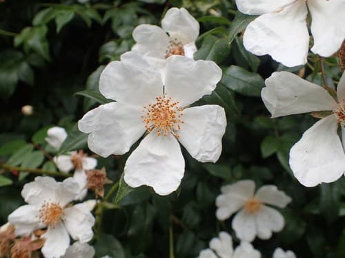 Evergreen Rose