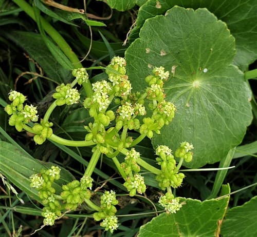 Largeleaf Pennywort