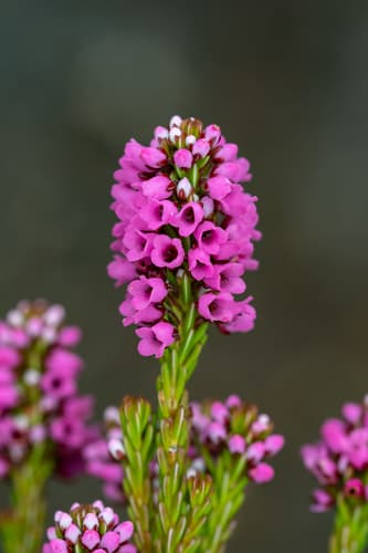 Beauty Heath