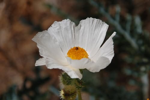 Southwestern Prickly Poppy Bonsai