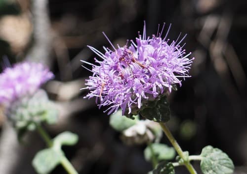 Coyote Mint