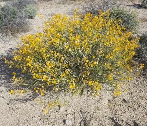 Spiny Senna
