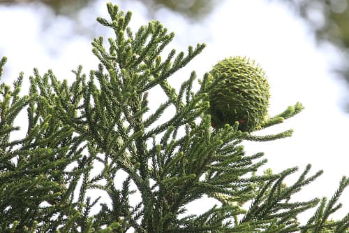 Hoop pine Bonsai