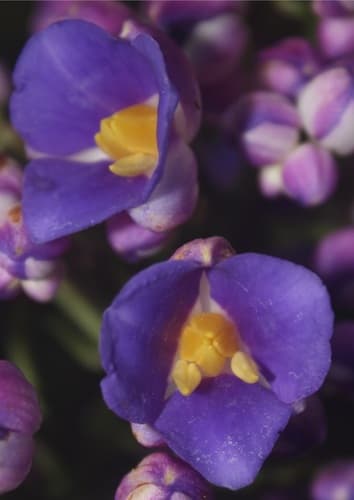 Blue ginger