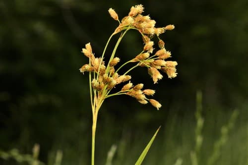 Nodding Bulrush