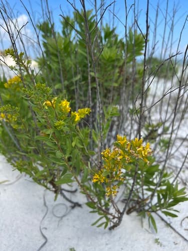 woody goldenrod