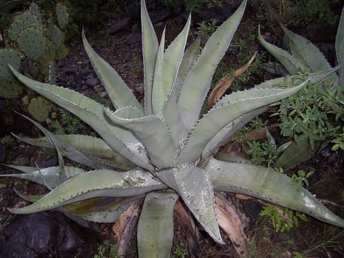 Rough century plant