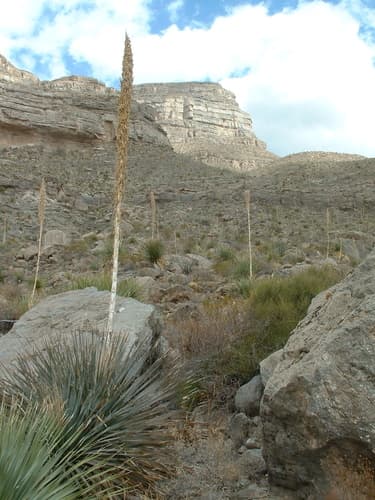 Smooth Sotol