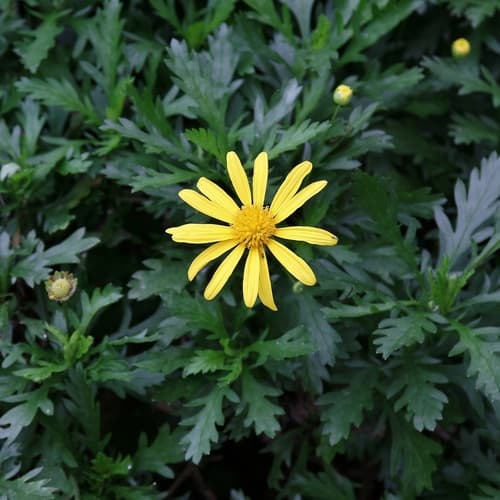Paris Daisy Bonsai