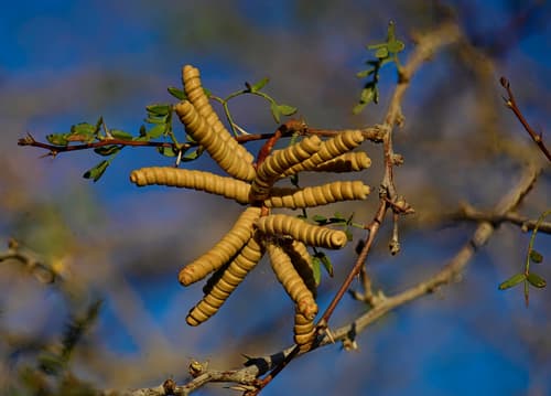 Screwbean Mesquite