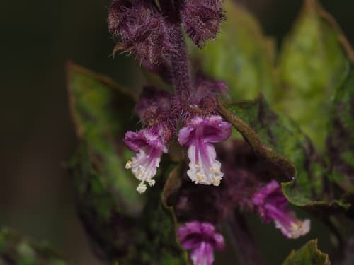 Holy Basil