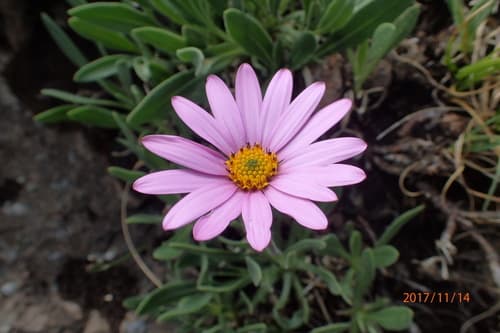 Cape Daisy