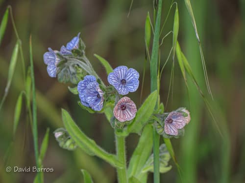 Blue Hound's-tongue