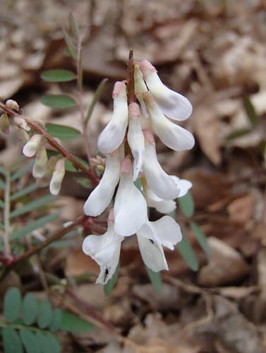 Carolina Vetch
