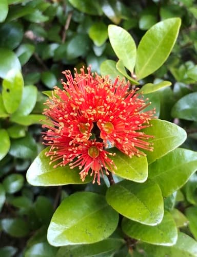 Scarlet Rātā Vine