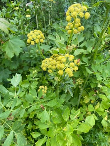 Lovage