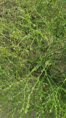 Winged Pigweed