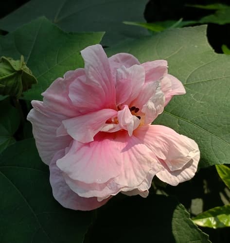 Cotton Rosemallow Bonsai