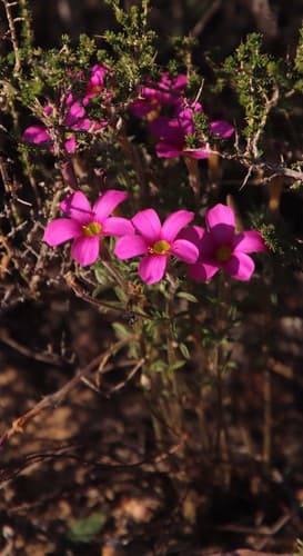Tropical woodsorrel