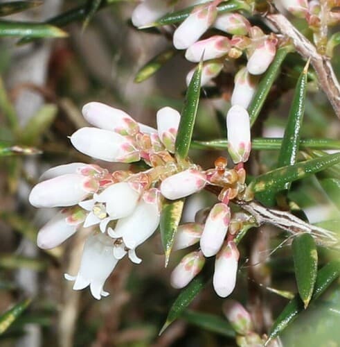 Peach Heath Bonsai