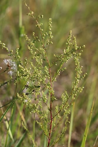 Oriental wormwood