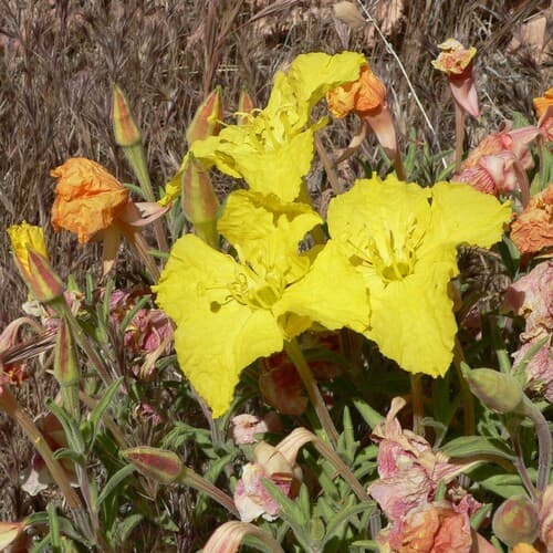 Lavenderleaf Sundrops