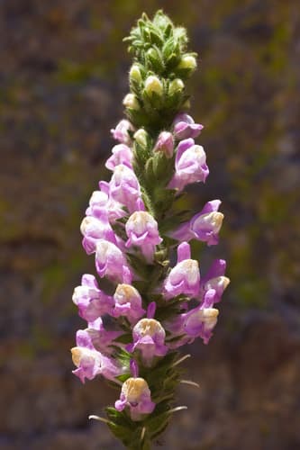 Sierra Snapdragon