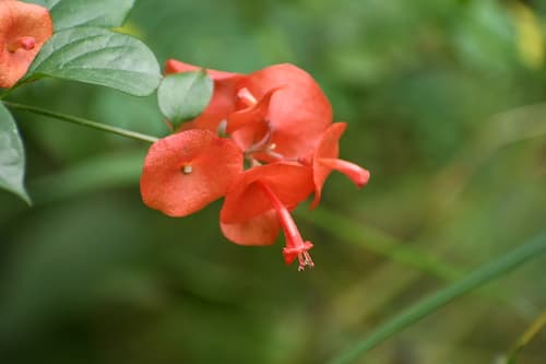 Chinese Hat Plant