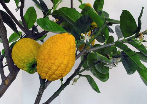Citron Bonsai