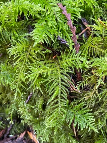 Oregon Beaked Moss