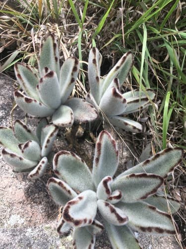 Panda Plant