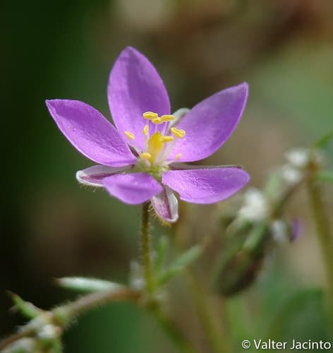 Purple Spurrey