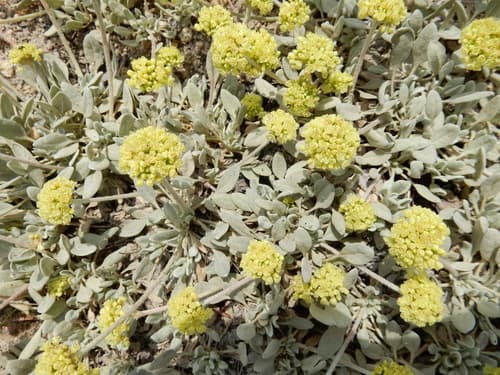 Frosted Buckwheat