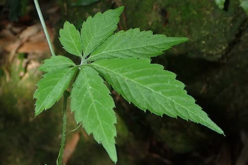 southern ginseng