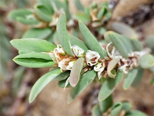 Sea Knotgrass