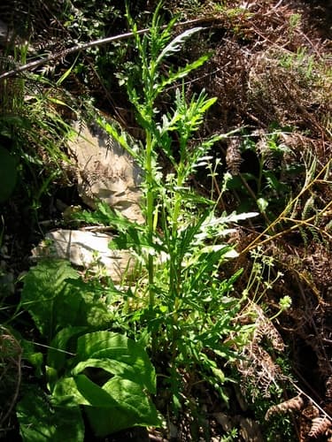 Hill Fireweed
