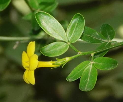 Wild Jasmine Bonsai