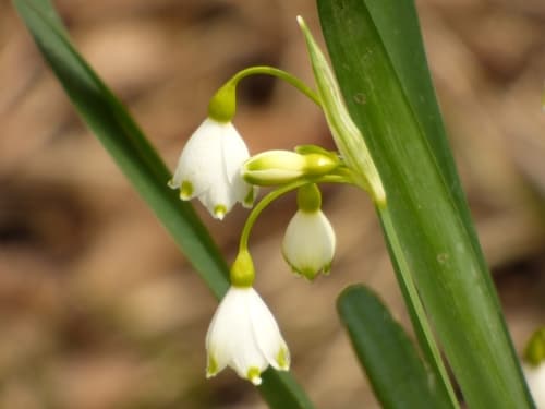 Summer snowflake