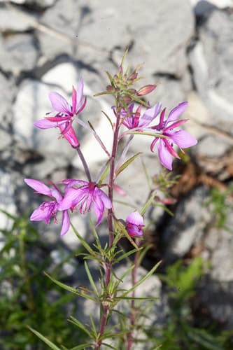 Rosemary-leaved Willowherb
