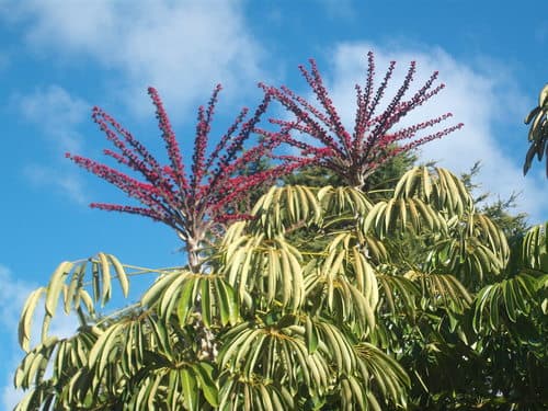 Australian Umbrella Tree Bonsai
