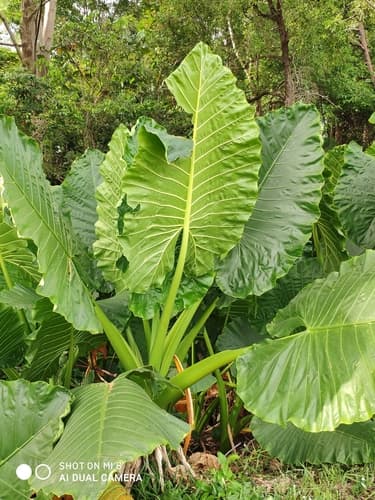 Giant Taro Specimen