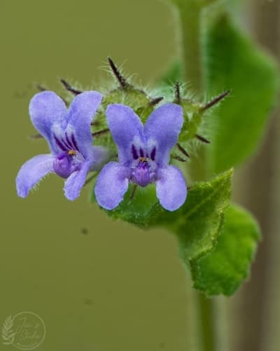 Wide Spikenard