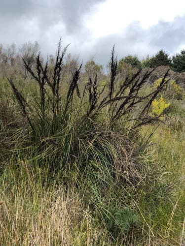 Red-fruit Saw-sedge