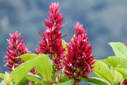 Brazilian Red-cloak