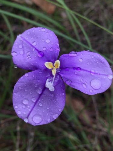 Purple Flag
