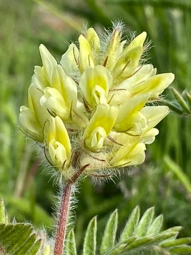 Hairy oxytrope