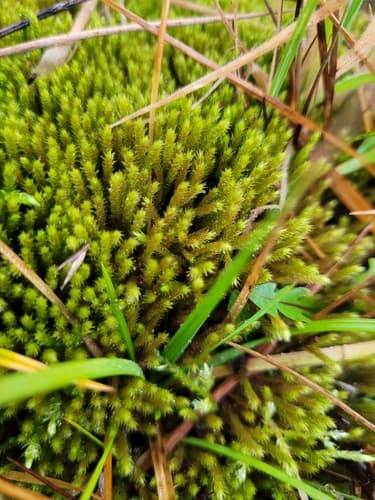 Fountain Apple-moss